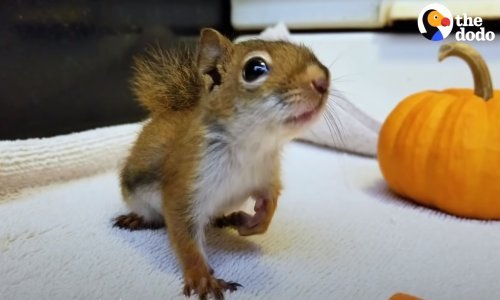 Dirljiva priča o spašenoj vjeverici ima sretan završetak