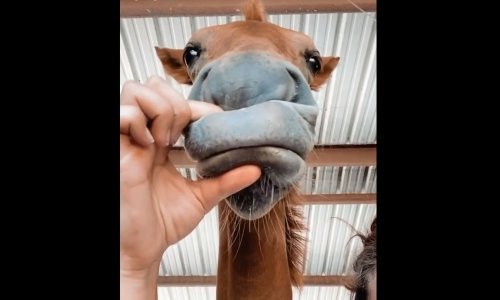 Što sve strpljiva kobila neće otrpjeti iz ljubavi?