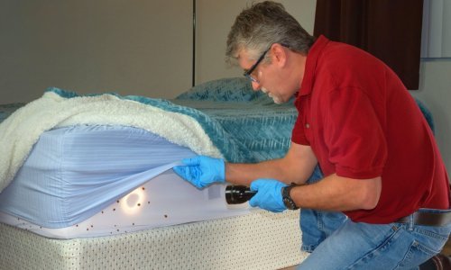 Stjenice haraju: Kako se riješiti neugodnih nametnika za koje mnogi pogrešno misle da su stvar prošlosti