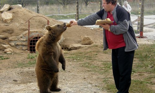 Macola gradi kamp s 14 drvenih kućica i bazenom