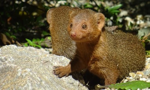 [FOTO] U zagrebačkom ZOO-u prvi put rođeni patuljasti mungosi