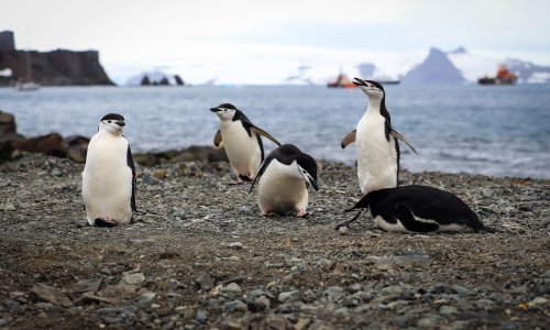 Pandemija nije usporila klimatske promjene