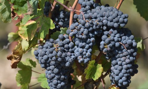 Slovenija nezadovoljna odlukom europskog suda o teranu