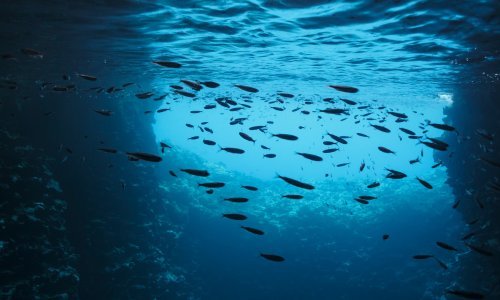 Uništavanje okoliša: Svjetske populacije vrsta smanjene za dvije trećine