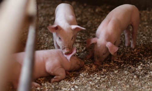 Pojava afričke svinjske kuge u Njemačkoj potaknula strah od kineske zabrane uvoza