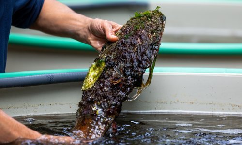 Dramatičan apel znanstvenika: Plemenita periska bi mogla nestati iz Jadrana do kraja godine, hitno djelujte!