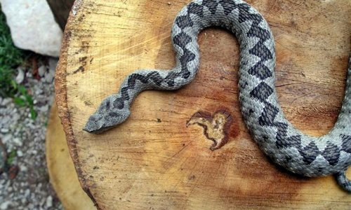 Oprez, poskoci vrebaju! Evo što učiniti pri bliskom susretu