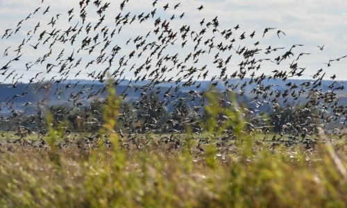 Čovjek sve više uništava prirodu, stanje se pogoršava, bioraznolikost nestaje