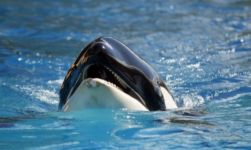 Kitovi ubojice napali jedrilice na sjeveru Španjolske