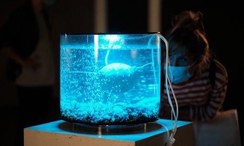 [FOTO/VIDEO] U jeku krize i zabranjenih dodira zavirite u izložbu koja istražuje nove oblike suživota između živih bića, prirode i tehnologije