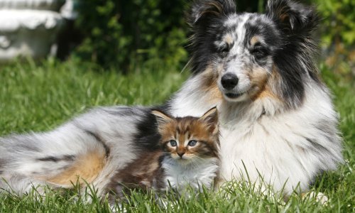 Kako se psi slažu s drugim životinjama