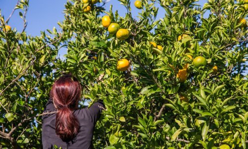 Traži radnike za berbu mandarina, dnevnica 90 kuna?! 'Ma nema ništa, Hrvati ne žele raditi, samo se žale'