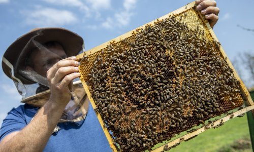 Hercegovački pčelari proizvodit će pčelinji otrov za liječenje karcinoma dojke