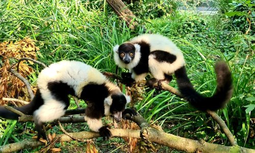 [FOTO] Čupavouhi lemuri u Zoološkom vrtu grada Zagreba dobili prinovu