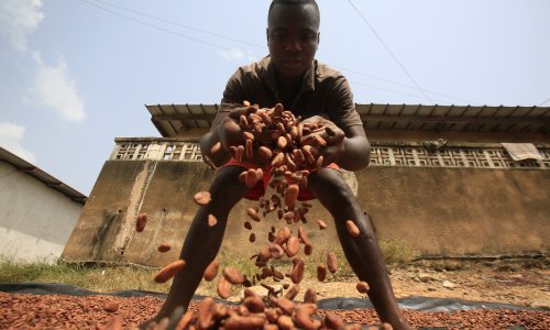EU pokrenuo dijalog s Obalom Bjelokosti i Ganom o 'održivom' kakau