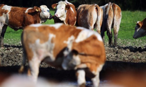 Strmoglavo nam pada proizvodnja mlijeka; evo u kojem segmentu stočne proizvodnje smo lani bili dobri