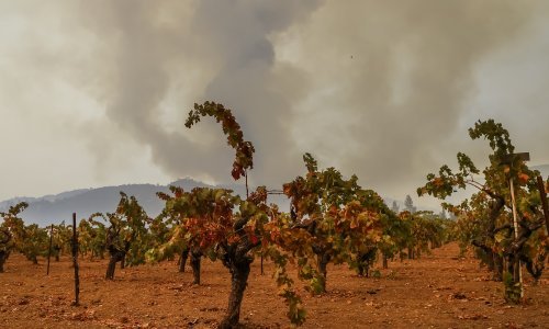[FOTO] Kalifornija nezaustavljivo gori: Poginule tri osobe, evakuirane tisuće ljudi, plamen zahvatio poznatu vinsku regiju