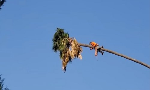 Ako mislite da je lako obrezivati stabla, morate vidjeti ovog junaka kako šiša palmu