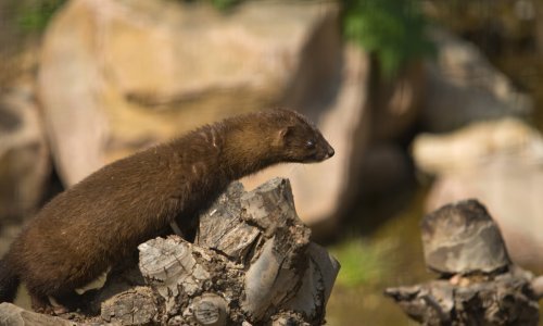 Danska zbog koronavirusa ubija milijun nerceva
