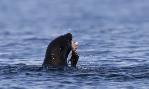 Na Kamčatki zbog 'ekološke katastrofe' pomor morskih životinja