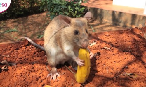 Tko kaže da su štakori beskorisni? Ovaj je odlikovan zbog razminiravanja