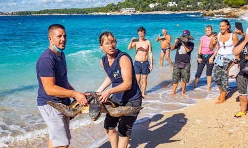 [FOTO/VIDEO] U more vraćene četiri oporavljene morske kornjače