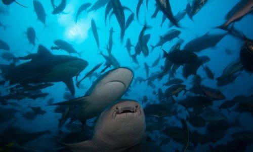 Potraga za čarobnim skvalenom: Utrku za cjepivom protiv Covida-19 životima bi moglo platiti čak 500.000 morskih pasa