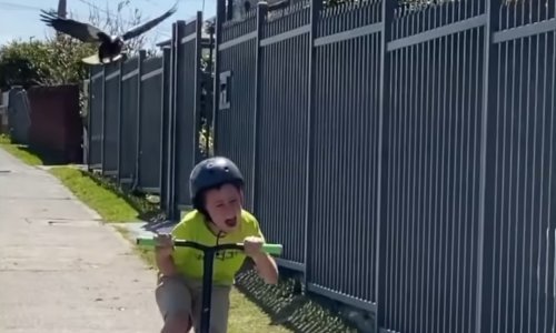 Ne znamo što joj je rekao, ali ova svraka je stvarno bijesna na klinca