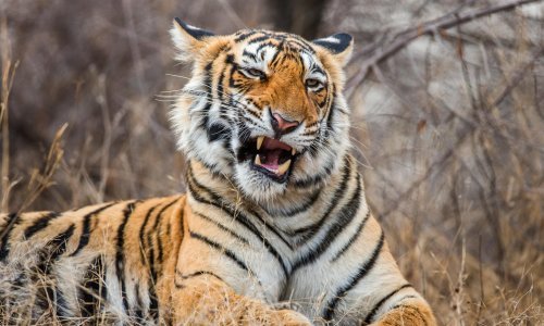 Tigar u Indiji usmrtio osam ljudi, traje potraga