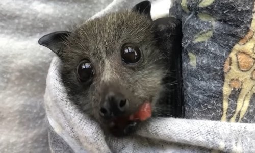 Spašeni šišmiši apsolutno su neodoljivi dok žvaču voće