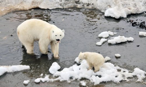 Ove zime se očekuje manje polarnih medvjeda u arktičkim selima