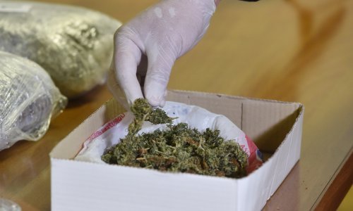 Makaranin ostao bez 750 grama i 28 stabljika marihuane