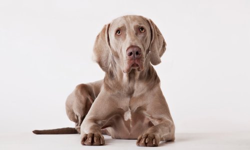 Prvo serološko testiranje na kućnim ljubimcima u Hrvatskoj pokazalo: I psi su imali koronu