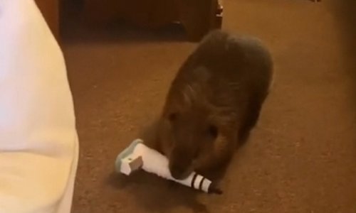 Slatki dabrić ne može si pomoći pa gradi branu usred stana