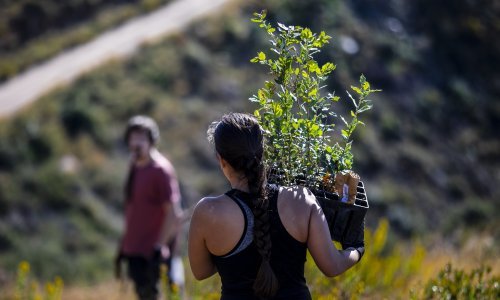 Boranka: Volonteri tijekom vikenda posadili oko 4000 novih stabala