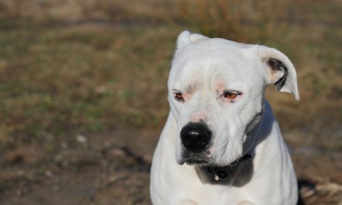 Doga istrčala iz dvorišta i napala dva psa, a drugi bez nadzora ugrizao poštara i lakše ga ozlijedio; oba vlasnika su kažnjena