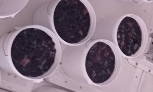 Muškarac kod Bakra iz mora izvadio gotovo 200 kilograma trpova; s obzirom na to da su zaštićeni, završio je na sudu