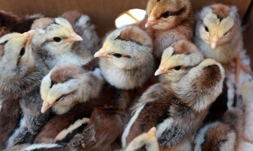 Nizozemska zbog ptičje gripe naredila klanje 200.000 pilića