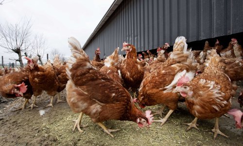 Ptičja gripa pokosila peradarsku farmu u Njemačkoj