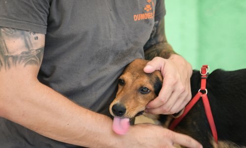 Grčka: Do 10 godina zatvora za zlostavljanje životinja