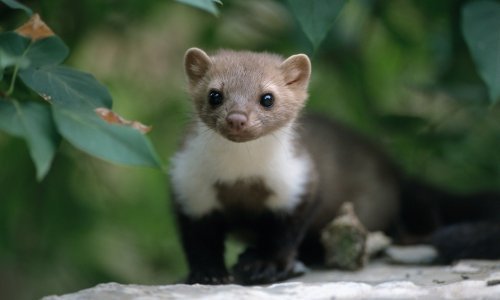 Novi slučajevi koronavirusa na farmama kuna u šest zemalja, Danci naložili klanje 17 milijuna komada