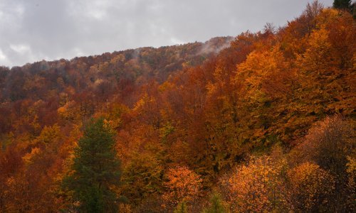 Kod Dvora ranjen krivolovac iz BiH