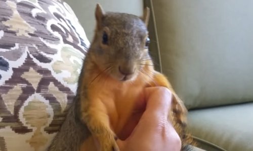 Jeste li ikad čuli vjevericu kako se smije? Ako niste, pripremite se na najslađi od svih zvukova!