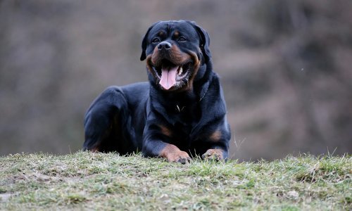 Rotvajler bez nadzora u Maslenici napao 16-godišnjakinju i njenog psa, policija traži vlasnika