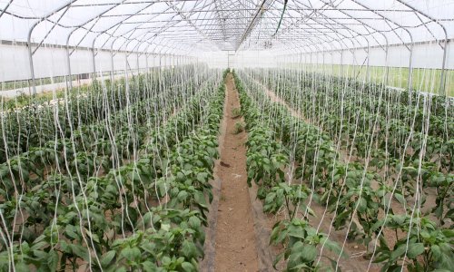 Cijene poljoprivrednih proizvoda pale 3,1 posto; porasle sjemena i sadnog materijala