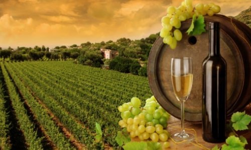 Benetton kreće u proizvodnju vina