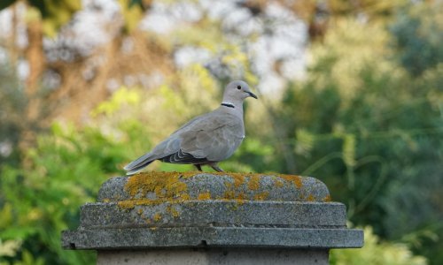 Sportski golub na dražbi prodan za više od 12 milijuna kuna, srušen dosadašnji rekord