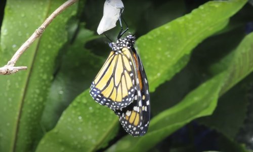 Pogledajte ubrzani preobražaj leptira monarha