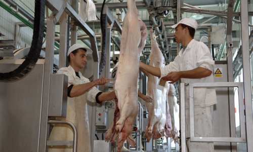 'Tržište svinjetine u Hrvatskoj se srušilo, masovno se uvozi meso s tržišta pogođenih svinjskom kugom'