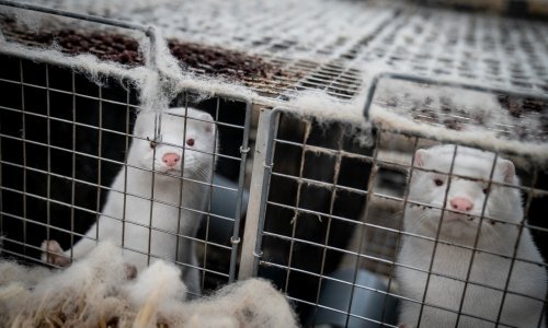 Švedska pronašla koronavirus među radnicima na farmama nerčeva